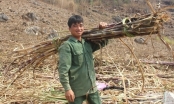 Recover position for sugarcane: Living well thanks to sugarcane production without discarding anything